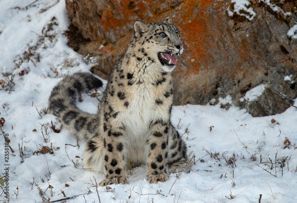 Obraz premium Bare Em!