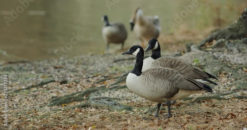 Geese and Ducks around a lake