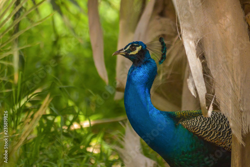 Wallpaper Mural peacock Torontodigital.ca