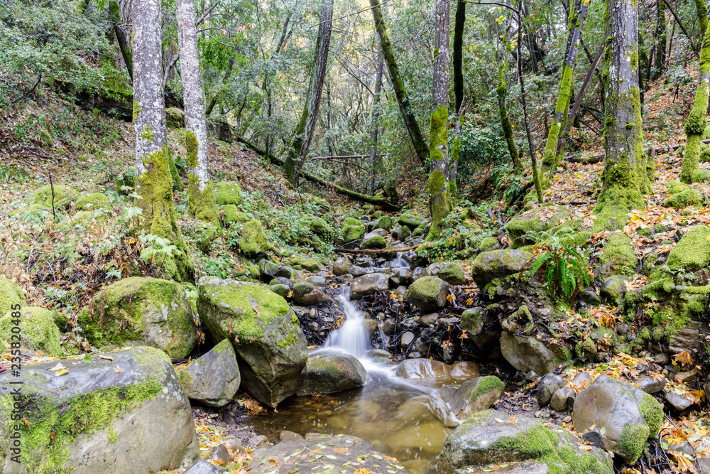 Fototapeta premium Lower Falls after the first rain. Uvas Canyon County Park, Santa Clara County, California, USA.