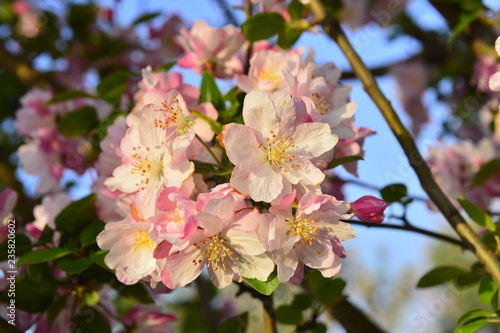 Chinese flowering crab-apple in spring