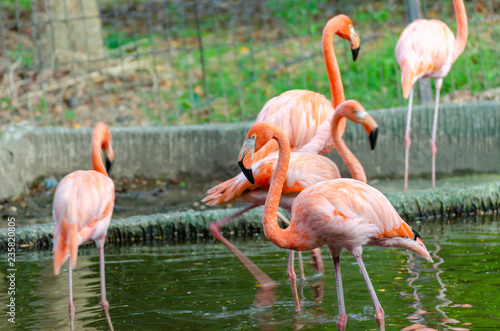 pink Flamingos (Phoenicopteridae)
