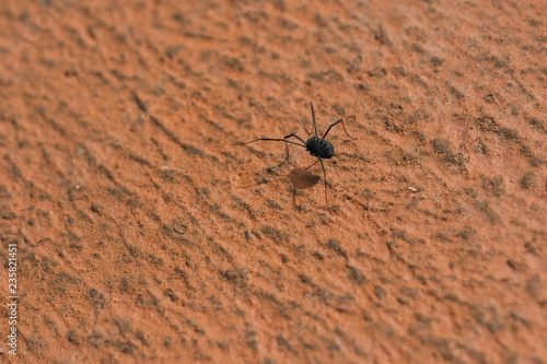 beetle on orange concrete floor
