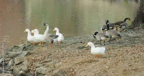 Geese and Ducks around a lake