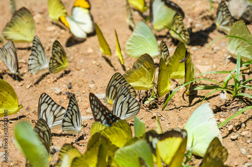 Swarm of butterfly