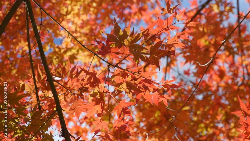 Red and orange leaves of Japanese Maple tree. Fall in Toronto, Canada. Red and orange leaves of Japanese Maple tree. Fall in Toronto, Canada.