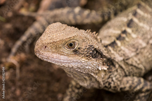 Kleine Australische Wasseragame - Manly - Kopf 