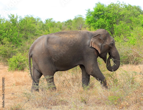 Wild Elephant eating  Udawalawe National Park  Sri Lanka