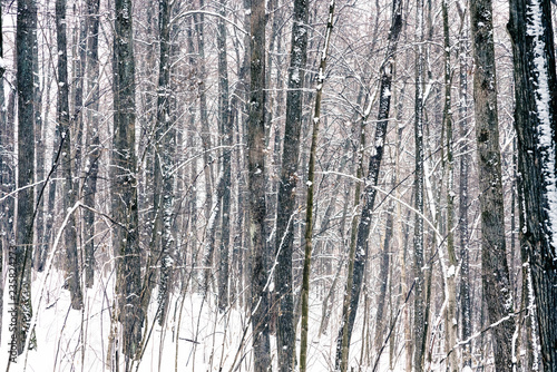 Wild forest at winter snowstorm