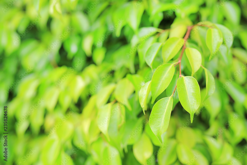 Green tree leaf on blurred background in the park with clean pattern. Close-up nature leaves in field for use in web design or wallpaper. Green tree leaf on blurred background in the park with clean pattern. Close-up nature leaves in field for use in web design or wallpaper.