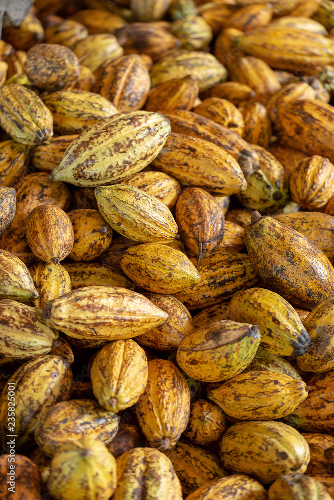Cacao fruit, raw cacao beans and Cocoa pod background Cacao fruit, raw cacao beans and Cocoa pod background