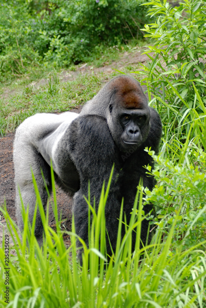 Silverback gorilla standing facing camera