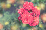 Red rose Bush in the garden Blooming plant blurred background selective focus Top view
