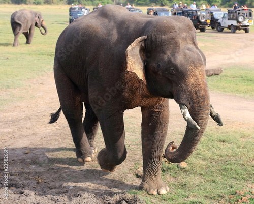 Sri Lankan Wild Elephant Charging Maximus Maximus