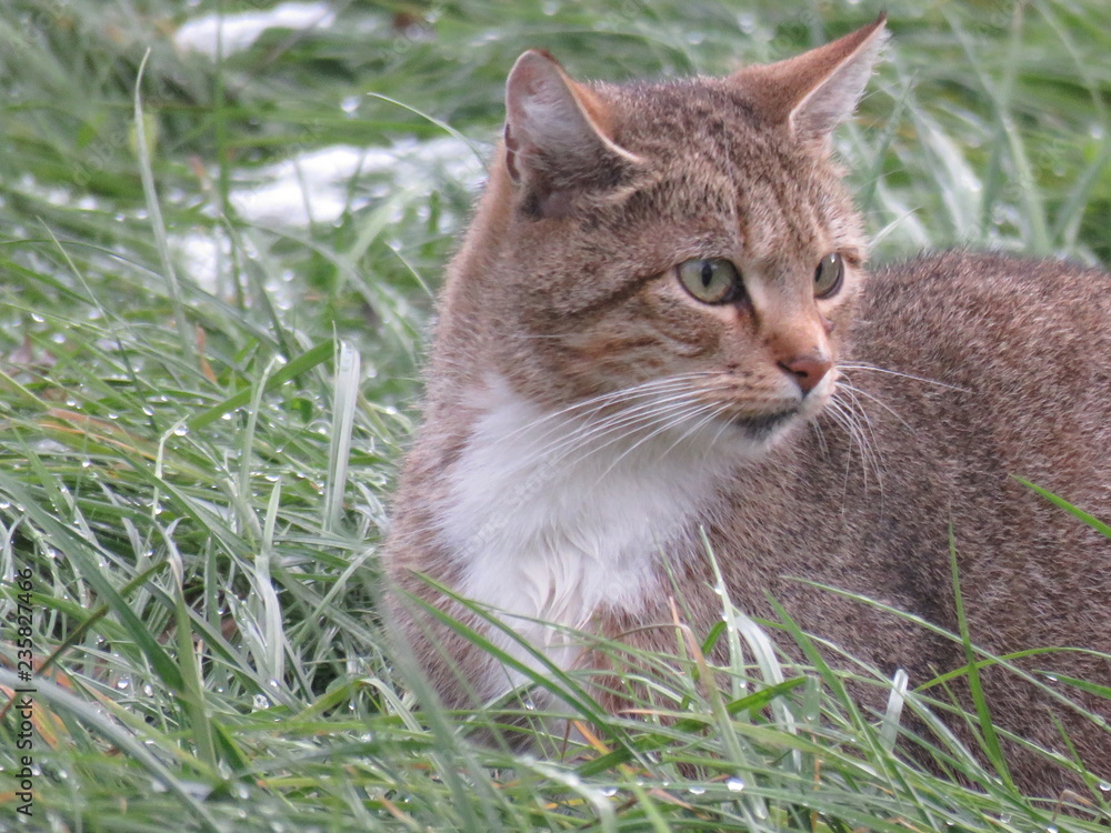 кошка, зеленая трава, первый снег