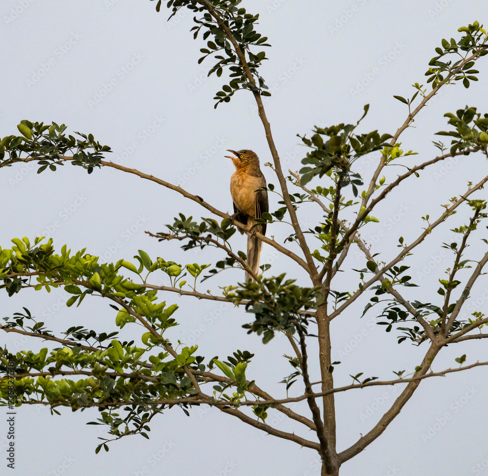 Obraz premium A spectacled, bare eyed bird is seen sitting on a tree