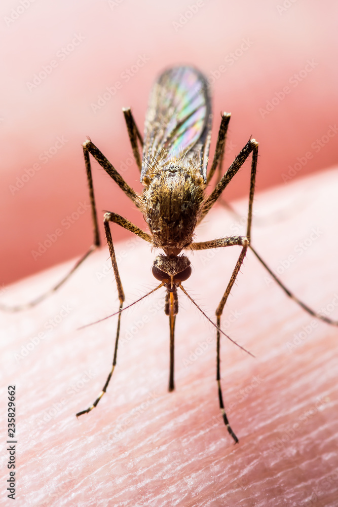 Yellow Fever, Malaria or Zika Virus Infected Mosquito Insect Macro Yellow Fever, Malaria or Zika Virus Infected Mosquito Insect Macro