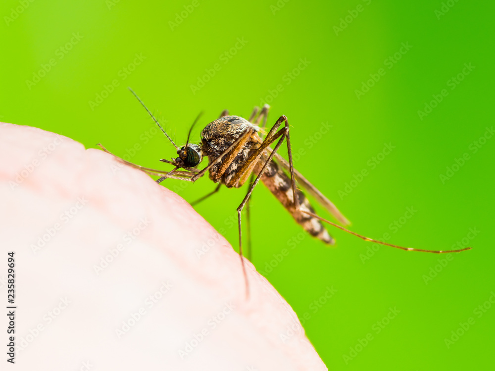 Encephalitis, Yellow Fever, Malaria Disease or Zika Virus Infected Culex Mosquito Parasite Insect Macro on Green Background Encephalitis, Yellow Fever, Malaria Disease or Zika Virus Infected Culex Mosquito Parasite Insect Macro on Green Background