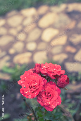 Red rose Bush in the garden Blooming plant blurred background selective focus Top view