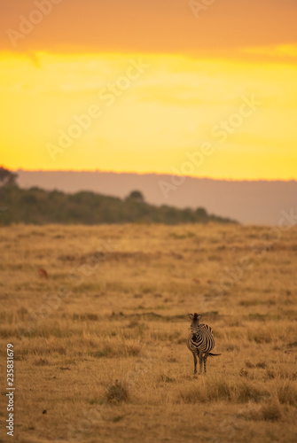 Fototapeta Naklejka Na Ścianę i Meble -  zebra in sunset