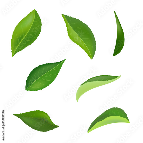 Tea leaves with drops isolated on a white background. Collection. Full depth of field.