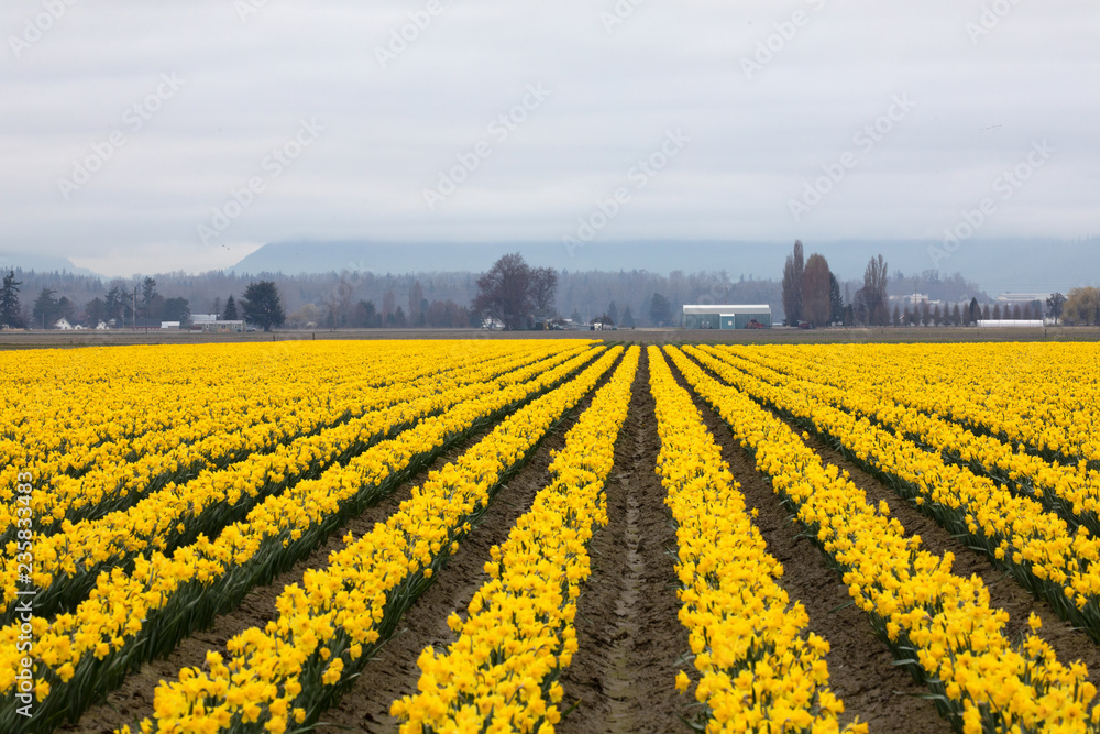 Daffodil growing in a field. 