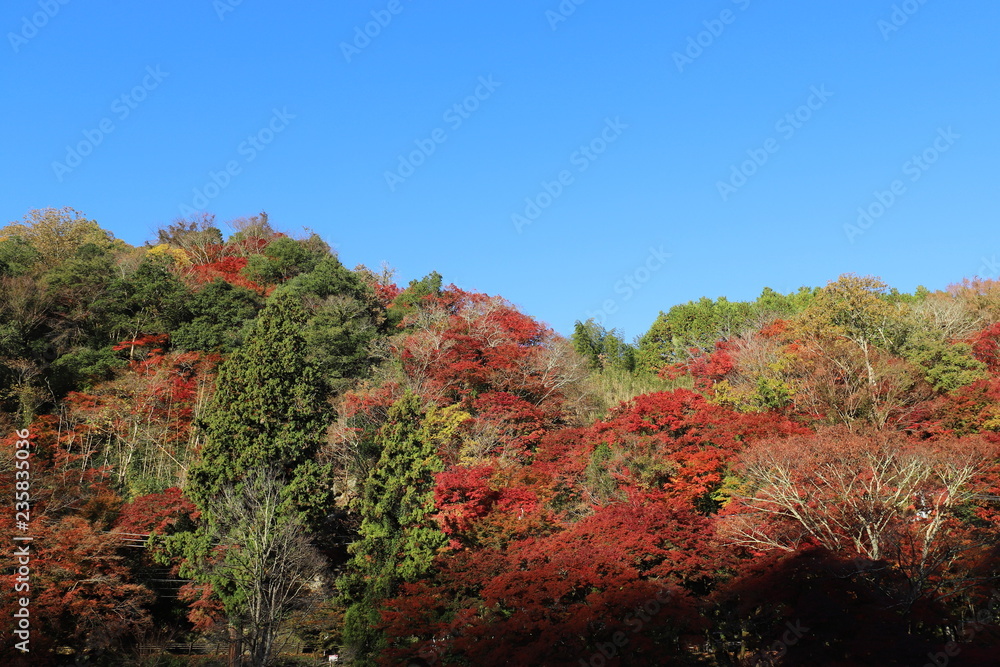 Fototapeta premium 香嵐渓