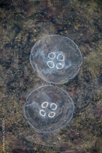 Jellyfish in the water photo