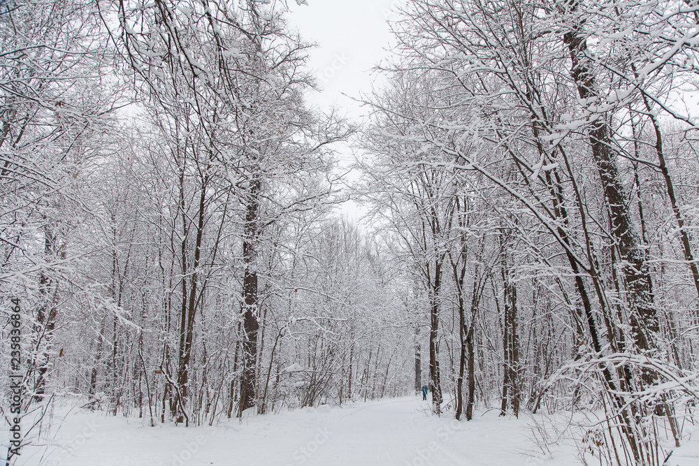 Beautiful winter forest landscape, trees covered snow Beautiful winter forest landscape, trees covered snow