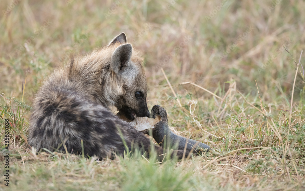 Obraz premium Hyena in the bush