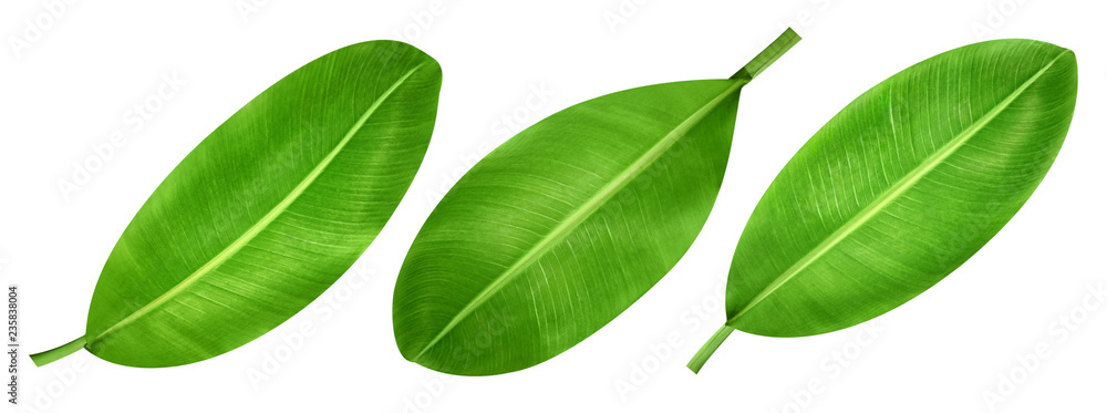 Bunch of bananas isolated Bunch of bananas isolated