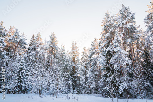 Beautiful winter scenery with forest full of trees covered snow © keleny