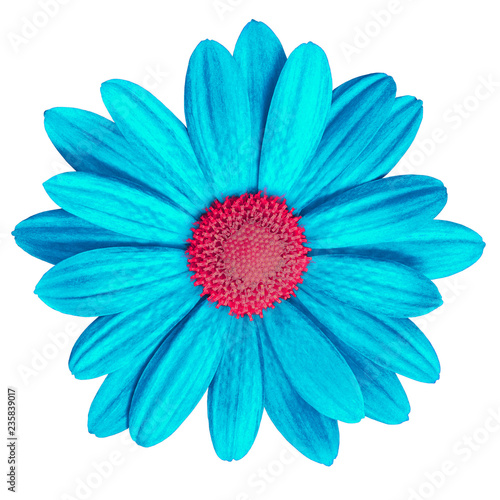 Garden flower cyan red daisy isolated on white background. Close-up. Macro. Element of design. © afefelov68