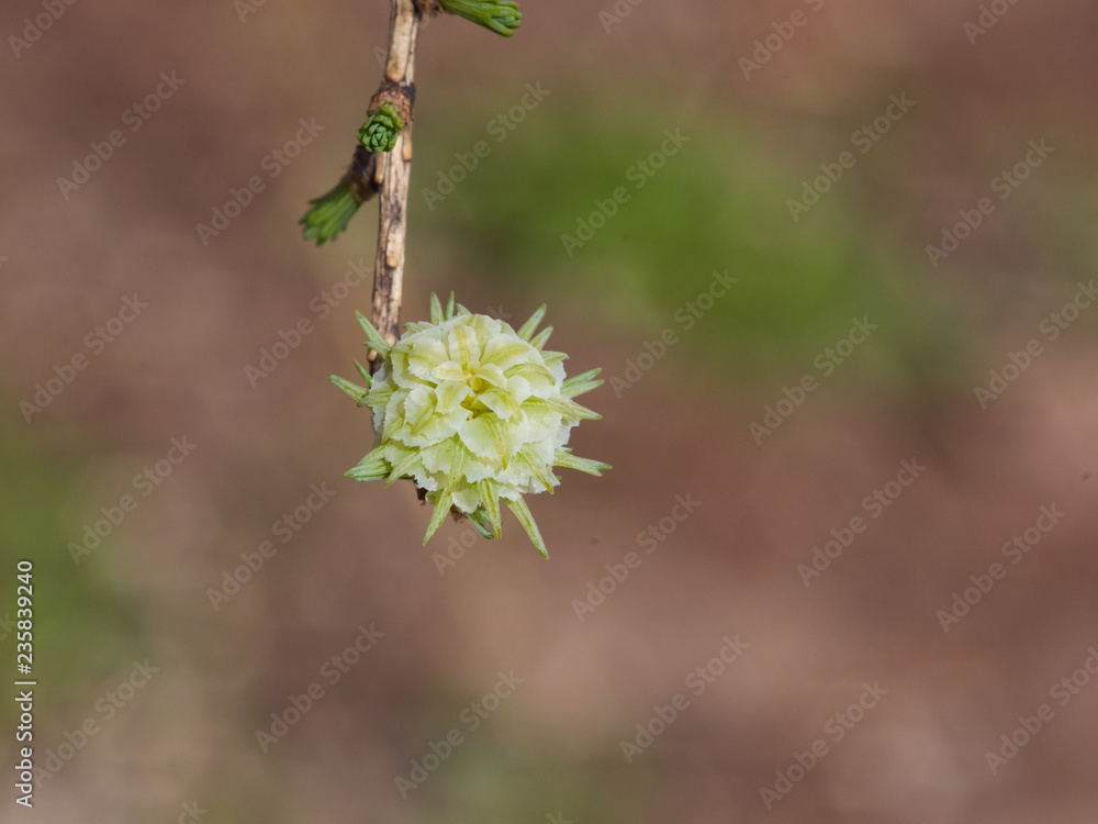 Fototapeta premium Siberian larch cone buds on branch in spring on bokeh background, selective focus, shallow DOF