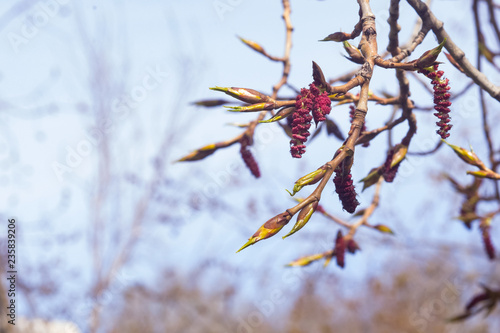White poplar red male catkins on branch in spring with bokeh background, selective focus, shallow DOF