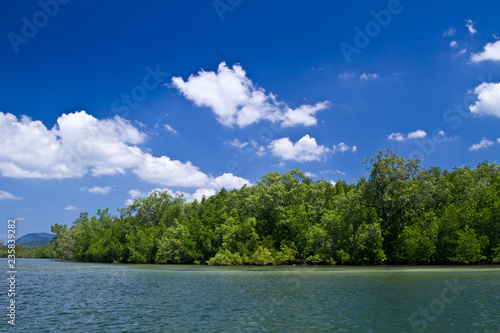 Mangrove in Thailand