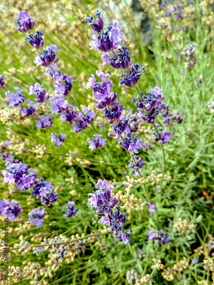Obraz premium English Lavender in bloom in Summer
