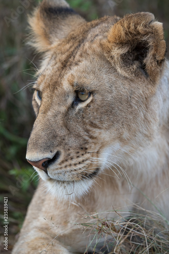 Fototapeta Naklejka Na Ścianę i Meble -  lion in the bush