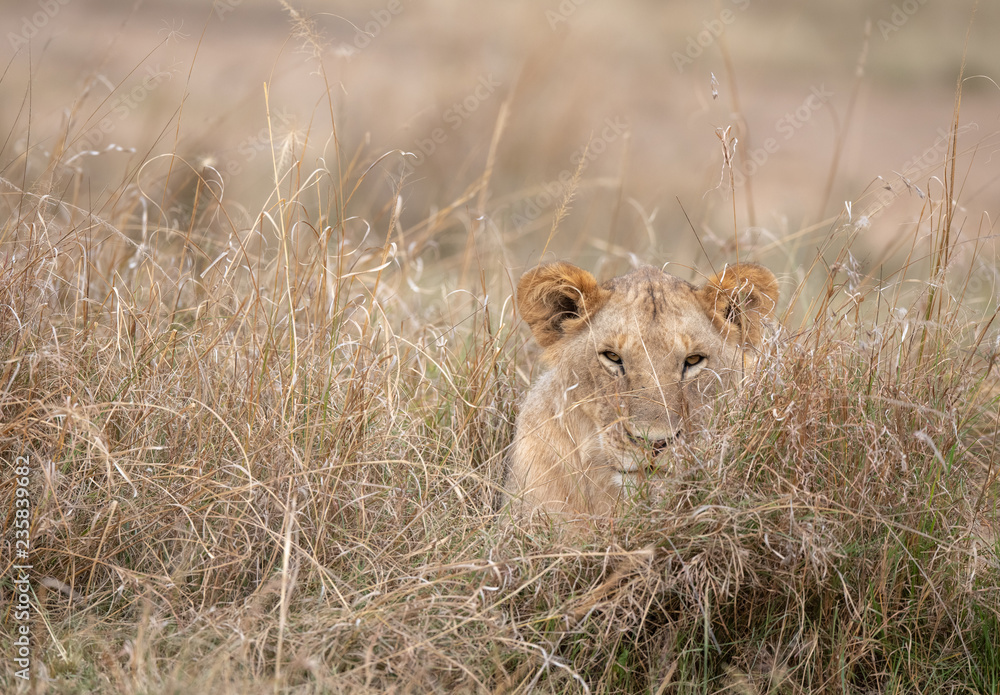 lion in the bush lion in the bush