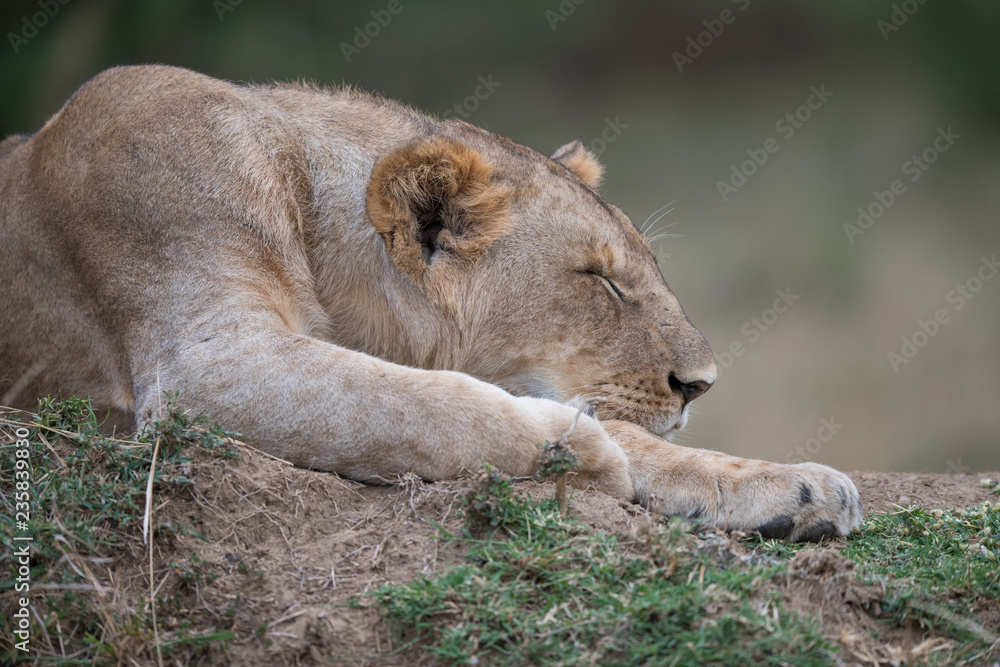 Fototapeta premium one sleeping lion