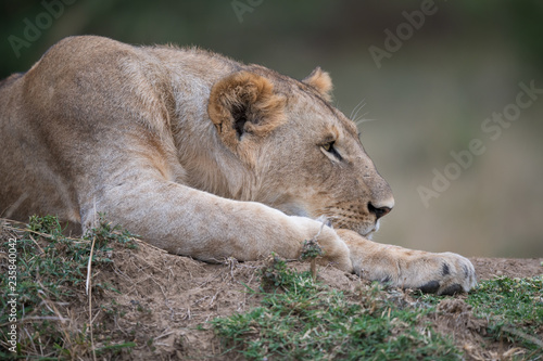 Fototapeta Naklejka Na Ścianę i Meble -  one sleeping lion