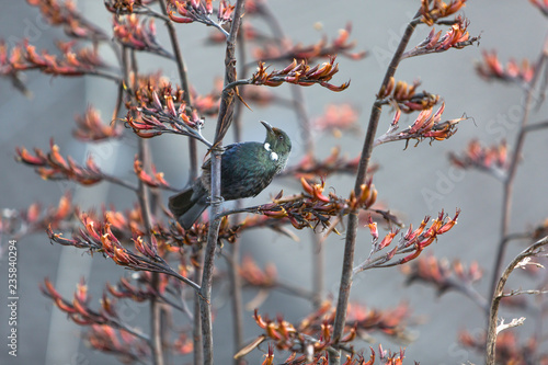 Tui, the endemic bird of New Zealand -  Prosthemadera novaeseelandiae. Bird sitting on a blooming stem of Phormium tenax commonly known as a flax grass . photo