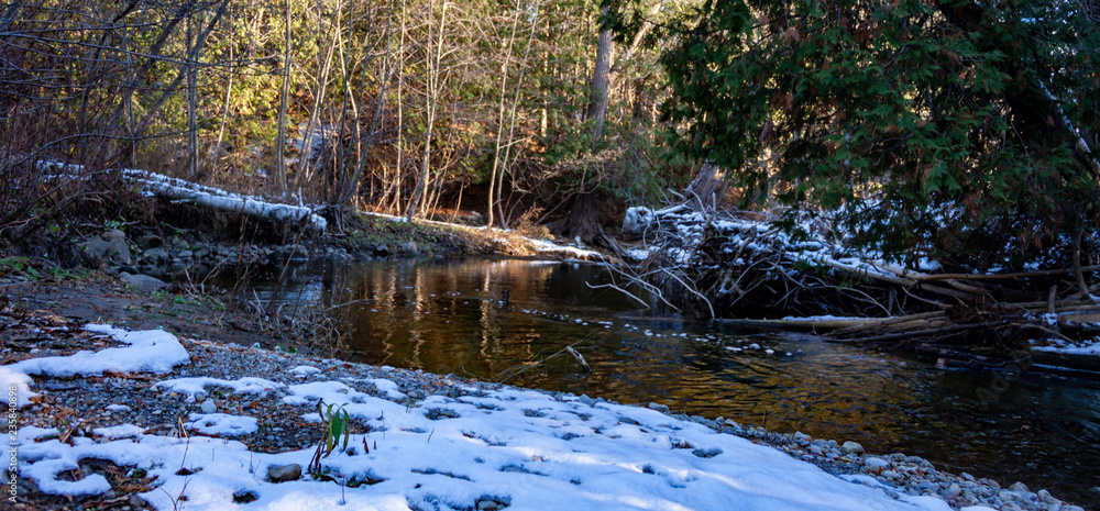 Obraz premium early winter forest