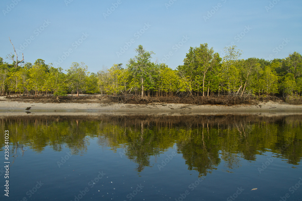 Obraz premium Mangrove in Thailand