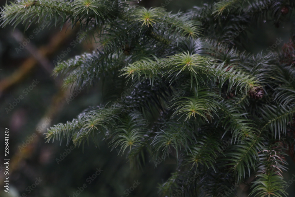 Needle-shaped Leaves, Pine Tree is an Evergreen Tree 