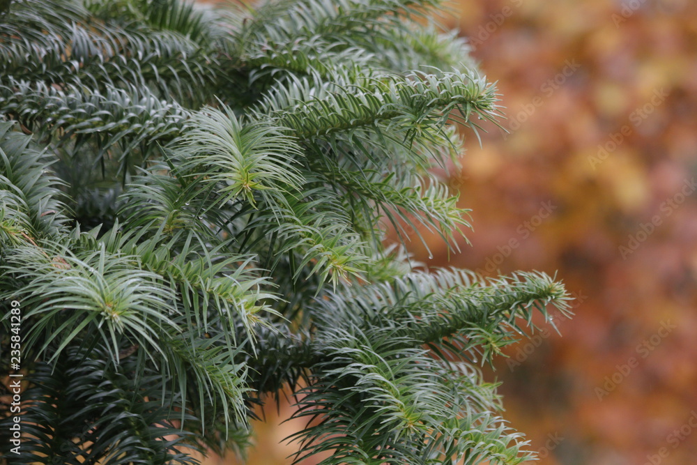 Needle-shaped Leaves, Pine Tree is an Evergreen Tree 