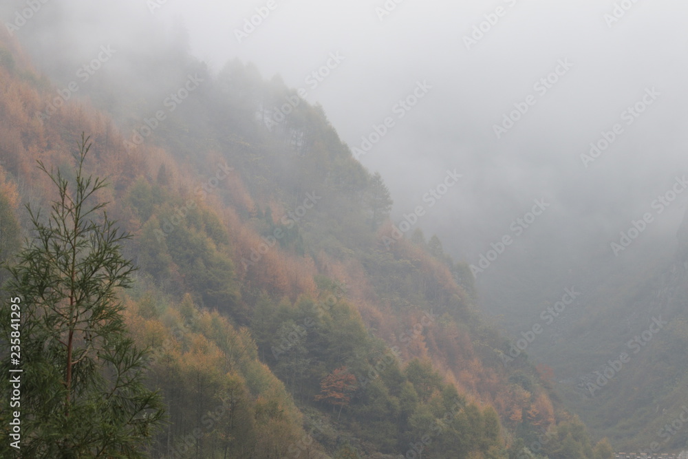 the leaves turn gold and the mist covers most of the area, peaceful and tranquil , it is. the leaves turn gold and the mist covers most of the area, peaceful and tranquil , it is.