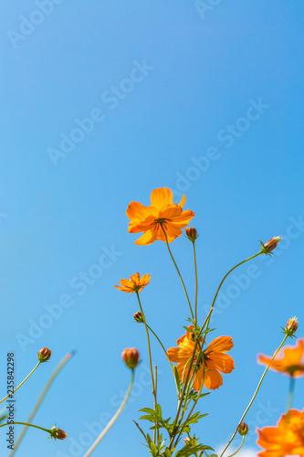 Blue sky and cosmos sulphureus