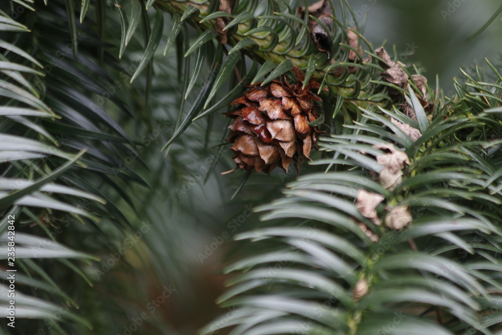 Pine Cone in Autumn Pine Cone in Autumn