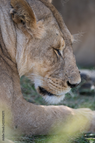 Fototapeta Naklejka Na Ścianę i Meble -  one sleeping lion